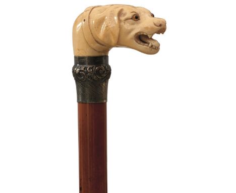 AN EDWARDIAN WALKING STICK, the carved ivory handle in the form of a hound's head with glass eyes, embossed white metal colla