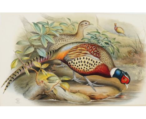 A reproduction print of pheasants, 36 x 53.5cm.