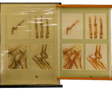 Two anatomical medical posters, one stamped St John's Ambulance, St John's Gate, London, depicting a finger, shoulder and elb