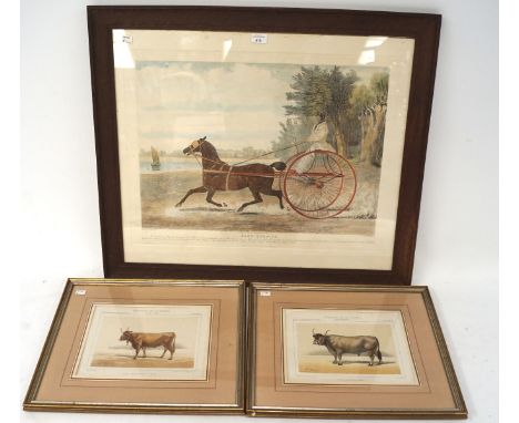 Three framed prints, comprising a pair by Victor Borie depicting cattle, 30cm x 23cm, the other a coloured print of 'Lady Ham
