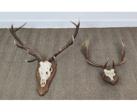 ANTLER TROPHY HEADS, a set of two, on shield backs, largest 90cm H x 88cm W x 44cm D.