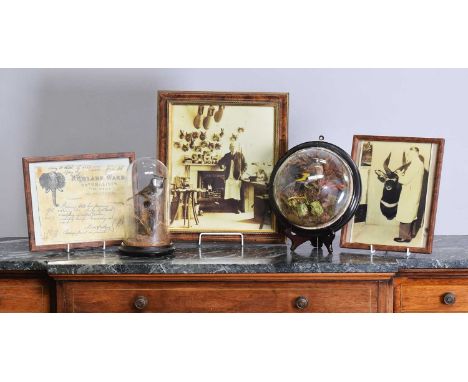 Taxidermy/Collectibles: A Wall Domed Goldfinch, Crested Tit Under a Dome, Taxidermy Pictures, a late Victorian wall domed ful