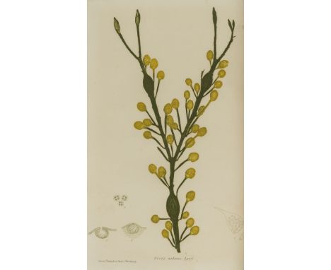 Botany.- Johnstone (William Grosart) &amp; Alexander Croall. The Nature-Printed British Sea-Weeds, 4 vol., first edition, hal