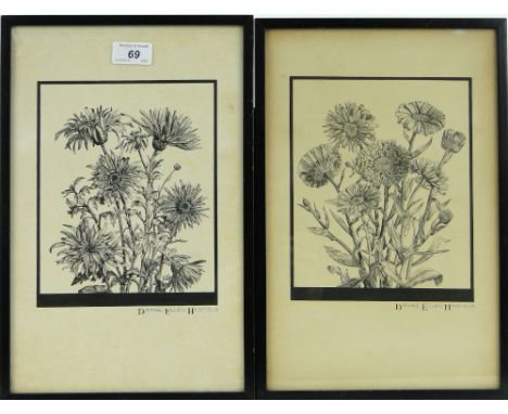 Daphne Ellen Hadfield,
pair of pen and ink drawings, botanical studies, signed with exhibition labels verso, i 8.5" x 7", fra