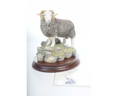 A Border Fine Art model "Herdwick Tup"Model No: B0705 by R Ayres, No: 715 of 750, complete with box and certificate