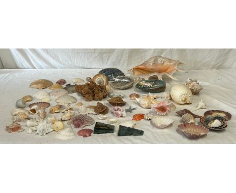 A collection of various world shells to include abalone shells, Melo Melon shell, Conch, Pacific Barnacle, Lions Paw Scallops