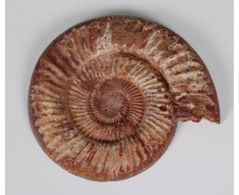 Natural History - A polished fossil Ammonite section, 17.2cm at widest.