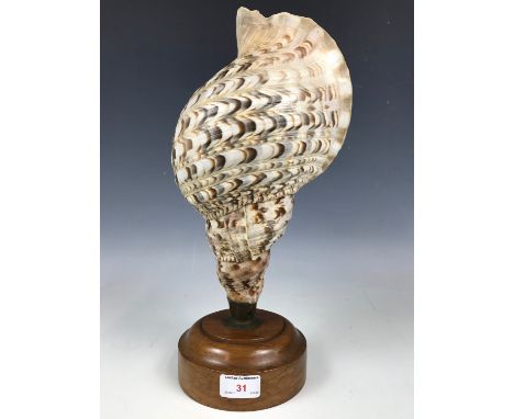 A vintage conch shell lamp base