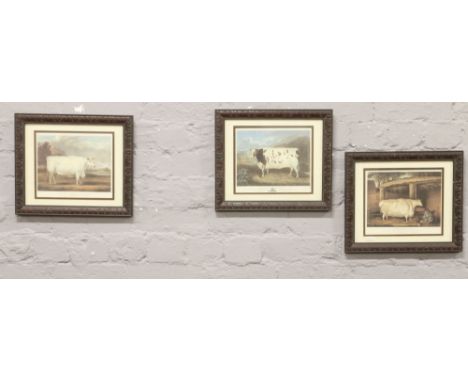 Three framed coloured prints of vintage cattle to include The Craven Heifer short horned heifer and paize ox.