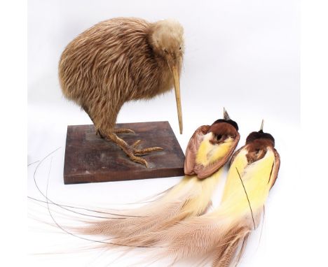 Taxidermy interest, Kiwi on stand along with two exotic birds from an item of clothing.