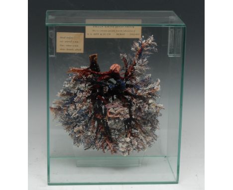 Medical Science - Zoology - a mid-20th century biological museum display, showing a sheep lung (ovis aries), a corrosion spec