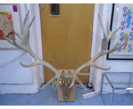 DEER HEAD WALL SCONCE, bespoke made by Bee Rich, produced from Deer Head skull with light up interior, 140cm W x 134cm H. 