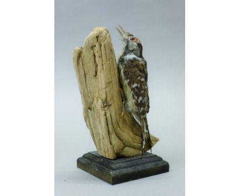 A taxidermy specimen of a preserved lesser-spotted woodpecker (Dryobates minor) mounted on a tree trunk and wooden base. 16 c