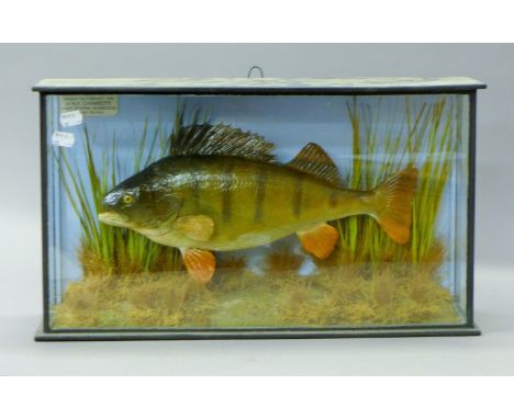 A taxidermy specimen of a preserved perch (Perca fluviatilis) by Shelbourne of Leicester mounted in a naturalistic setting in