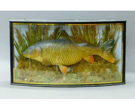 A cast model of a carp (Cyprinus carpio) mounted in a naturalistic setting in a wooden and gilt decorated bow fronted glazed 