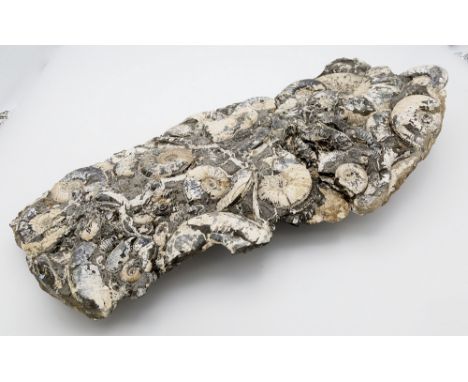 A multi-block of small fossil Ammonites, mid Jurassic period, 16in. (40.7cm.) long.