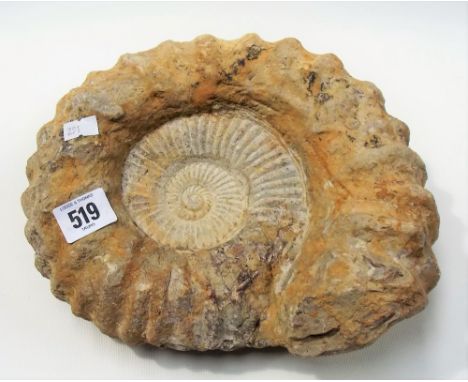 Large fossil ammonite, width 26cm