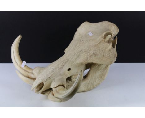 Taxidermy - A Warthog skull complete with tusks, measures approx 35cm front-to-back 
