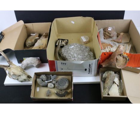 Collection of assorted fossils and specimens to include a large lower jaw with teeth fossil (found in Libya), oyster fossil (