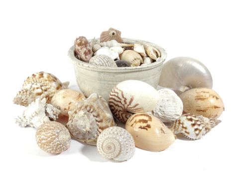λ A COLLECTION OF SEASHELLSincluding; nautilus, conch, magnus, cypraea, scallop and others in an Eastern stoneware bowl (A lo