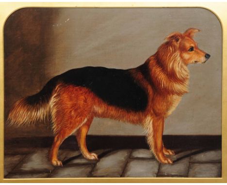 19TH CENTURY ENGLISH SCHOOL Portrait of a collie dog, oil on canvas laid onto board, 33 x 43cm