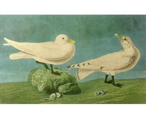 after: John James Audubon, American (1785-1851)  Aquatint "Ivory Gulls"  Plate CCLXXXVII No. 58. Framed Under Glass. Measures