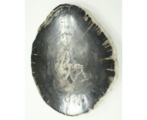 A Pliocene period (approx 2 million years) petrified and polished tree trunk slice, 51 cm x 43 cm