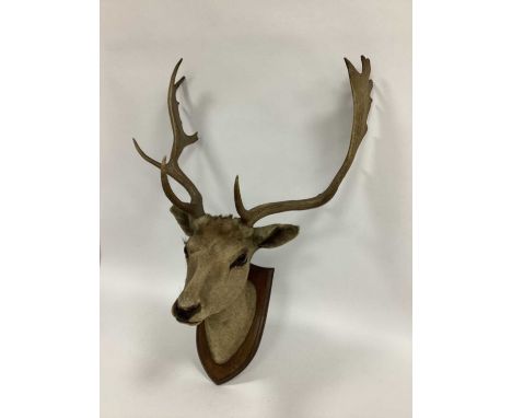 Taxidermy. A Deer Stag Shoulder Mount, looking straight ahead mounted on an oak shield, 78cm long.