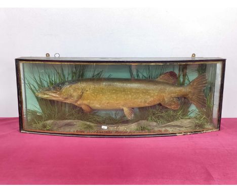 Taxidermy: A Cased Pike, caught by J.T. Ramskill, Wintersett Resvr. Oct 16th 1923, Wgt 11lb's, amongst grasses, bow front gla