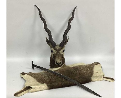 Taxidermy; An Antelope, looking straight ahead, wood base with hanging hook; an antelope skin hide and an Islamic curved edge