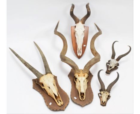 Antlers/Horns: A Group of African Game Trophies, circa late 20th century, comprising - a set of large adult Cape Greater Kudu