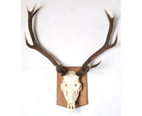 Antlers/Horns: European Red Deer (Cervus elaphus), circa late 20th century, adult stag antlers on cut upper skull, 11 points 