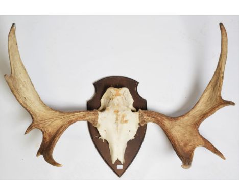 Antlers/Horns: A Set of European Moose Antlers (Alces alces), circa late 20th century, a set of young adult bull Moose antler