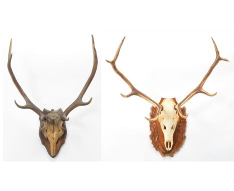 Antlers/Horns: European Red Deer (Cervus elaphus), circa late 20th century, adult stag antlers on cut upper skull, 9 points (