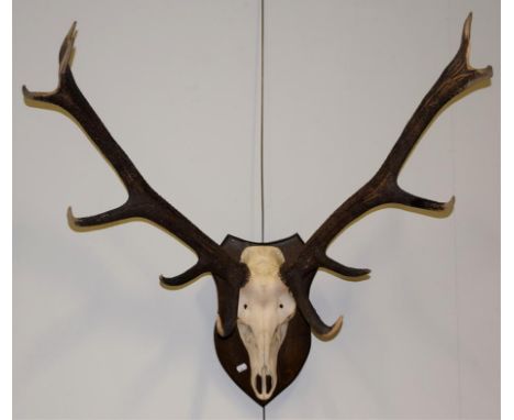 Antlers/Horns: European Red Deer (Cervus elaphus), circa late 20th century, adult Royal stag antlers on cut upper skull, 12 p