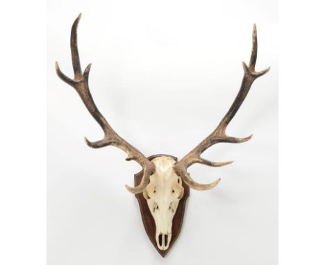 Antlers/Horns: European Red Deer (Cervus elaphus), circa late 20th century, adult Royal stag antlers on cut upper skull, 12 p