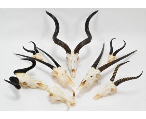 Horns/Skulls: A Selection of African Game Trophy Skulls, a varied selection to include - Cape Greater Kudu adult male horns o