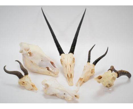 Horns/Skulls: A Selection of African Game Trophy Skulls, a varied selection to include - Burchells Zebra complete bleached sk