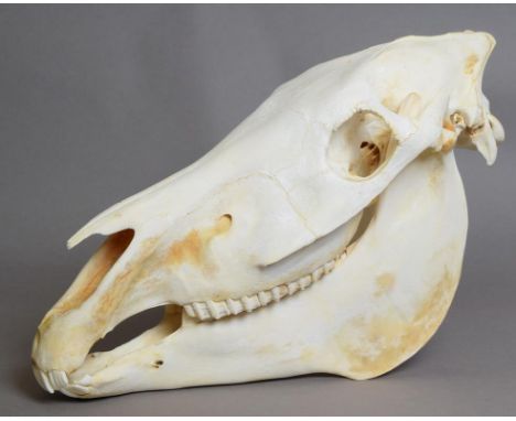 Skulls/Anatomy: Burchell's Zebra Skull (Equus quagga), modern, complete bleached skull, 52cm by 30cm 