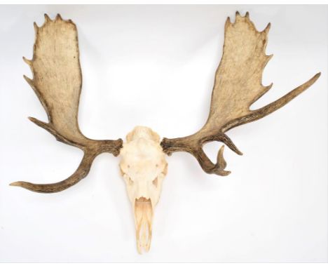 Antlers/Horns: A Large Set of European Moose Antlers (Alces alces), circa late 20th century, a large set of adult bull Moose 