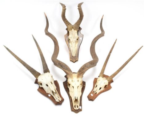 Antlers/Horns: A Group of African Game Trophies, circa late 20th century, comprising - a set of large adult Cape Greater Kudu