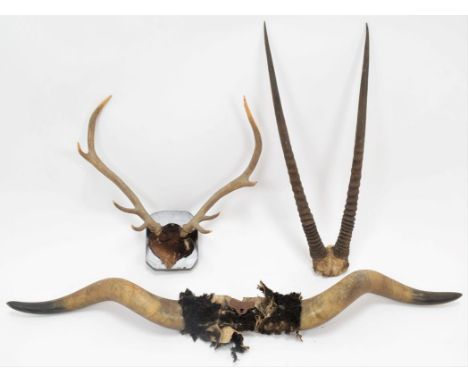 Antlers/Horns: Gemsbok Oryx horns on cut upper skull cap, Domestic Cow horns on boss, European Red Deer antlers on cut upper 