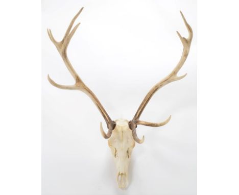 Antlers/Horns: European Red Deer (Cervus elaphus), circa late 20th century, adult Royal Stag antlers on upper skull, 12 point