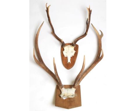 Antlers/Horns: European Red Deer (Cervus elaphus), modern, adult stag antlers on cut upper skull cap, 7 points (4+3), mounted