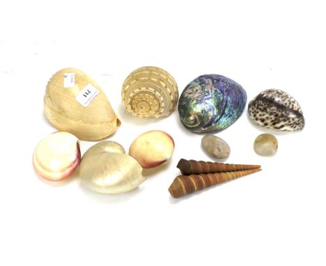 An assortment of seashells. To include a mother of pearl and others, largest 15cm long