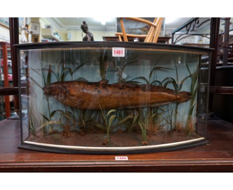 Taxidermy: a Burbot, in a glazed bow fronted case, 29.5 x 58.5cm.&nbsp;The Burbot is the only gadiform freshwater fish. It is