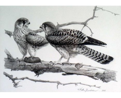 Keith Brockie (b.1955) Two Kestrels on a branch, signed and dated 1989 bottom right, watercolour, original illustration, meas