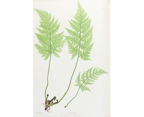 MOORE (THOMAS)The Ferns of Great Britain and Ireland... edited by John Lindley... Nature-printed by Henry Bradbury,  half-tit