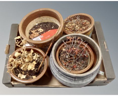 A box containing five ceramic plant pots.