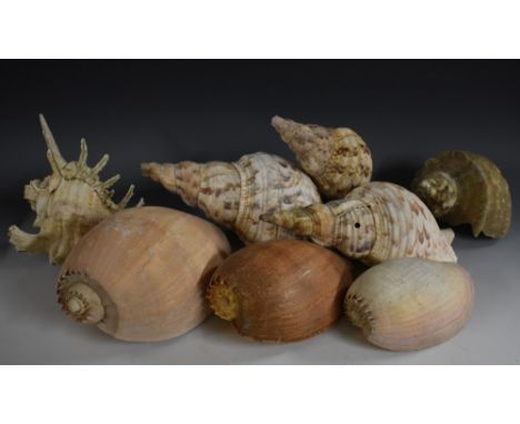 Natural History - a large spiked conch shell, 20cm high, 24cm long; an iridescent button shell, 13cm wide; a large triton, 27